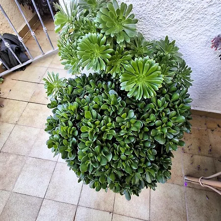 Apartemento Monika Monte Pedrera C 4 Aussicht דירה דניה